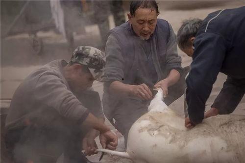 热门爆料杀年猪视频下载,热门爆料背后的真实下载过程 第2张 热门爆料杀年猪视频下载,热门爆料背后的真实下载过程 第2张